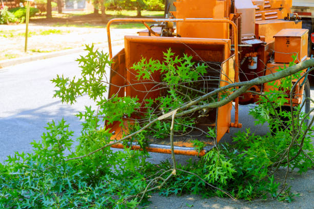 How Our Tree Care Process Works  in  Lisbon Falls, ME